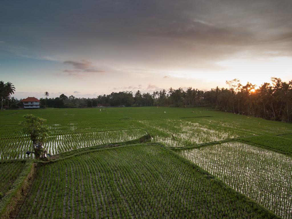 Semanggi Cottage Ubud  Room photo